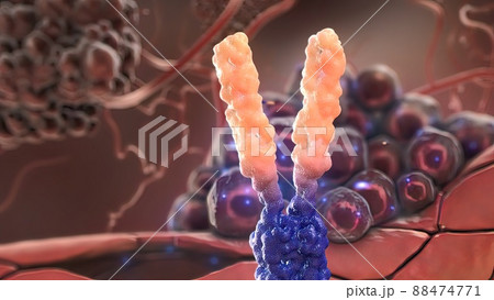 Antibodies that attack tumor cells 88474771