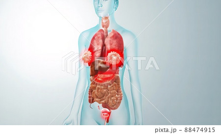human internal organs Anatomy For Medical Concept 3D Illustration human internal organs Anatomy For Medical Concept 3D Illustration 88474915