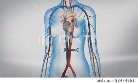 Aorta in heart, Blood flow from heart Human heart anatomy, 88474963