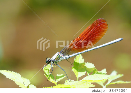 カワトンボ（オス・橙色翅型） 88475094