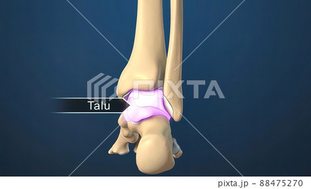 Foot and Ankle Fracture 3d medical Foot and Ankle Fracture 3d medical 88475270