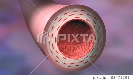 Blood circulatory system.Red blood cells. 88475291