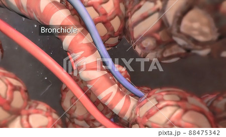 The bronchi are extensions of the windpipe that carries air to the lungs The bronchi are extensions of the windpipe that carries air to the lungs 88475342