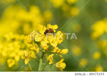 菜の花畑 菜の花畑 88475343