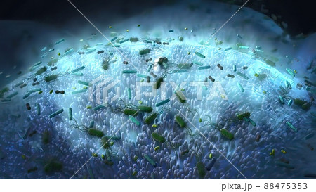 Bacteria in the immune system 88475353