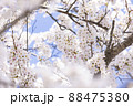 桜 さくら 88475380