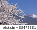 桜 さくら 88475381