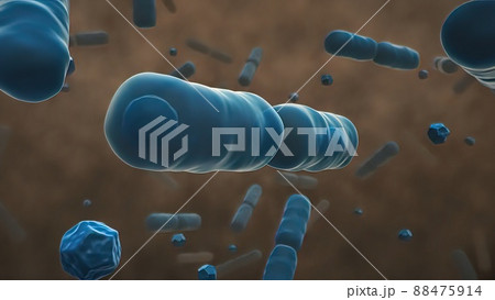 Normal flora of small intestine, lactic acid bacteria. Probiotic bacterium 88475914