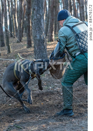 The service dog is attacking the trainer. Dog breed cane corso italiano bite special sleeve. Training dogs defensive guard service. Series part The service dog is attacking the trainer. Dog breed cane corso italiano bite special sleeve. Training dogs defensive guard service. Series part 88476172