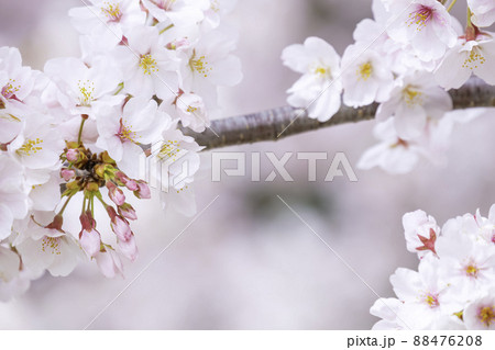 美しい満開の桜 美しい満開の桜 88476208
