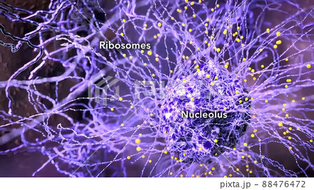 Endoplasmic reticulum Travel inside the cell showing the mitochondria producing energy. Endoplasmic reticulum Travel inside the cell showing the mitochondria producing energy. 88476472