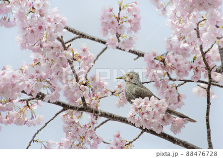 桜の花粉に満喫のヒヨドリ 桜の花粉に満喫のヒヨドリ 88476728