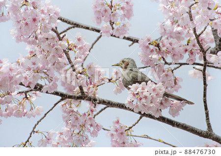 桜の花粉に満喫のヒヨドリ 88476730