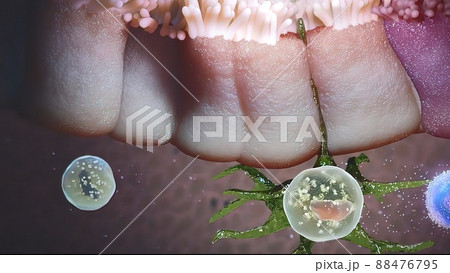 Bacteria attack the digestive system and disappear Bacteria attack the digestive system and disappear 88476795