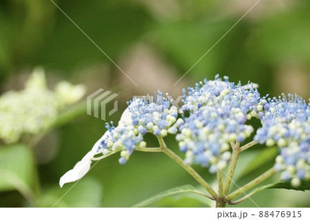額紫陽花のクローズアップ 88476915