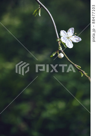 Branch with white flower on blurred dark green background Branch with white flower on blurred dark green background 88477103