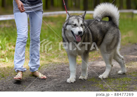 Taking in the intoxicating scents of nature. A robust husky out for a walk through the park on a lead. 88477269