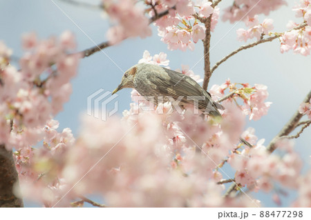 桜の花粉に満喫のヒヨドリ 桜の花粉に満喫のヒヨドリ 88477298