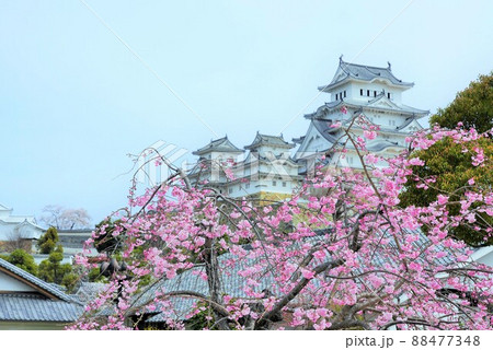 桜満開の世界遺産・姫路城 桜満開の世界遺産・姫路城 88477348