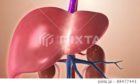 Human anatomy with a collage of human organs such as kidney and liver in anatomically correct position 88477443