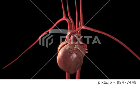 Artificial muscles are actuators 3d anatomy Artificial muscles are actuators 3d anatomy 88477449