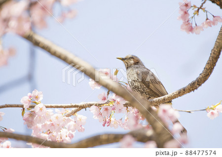 桜の花粉に満喫のヒヨドリ 88477574