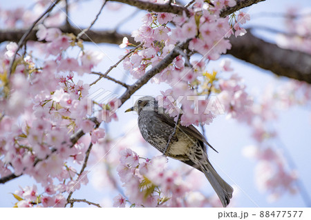 桜の花粉に満喫のヒヨドリ 88477577