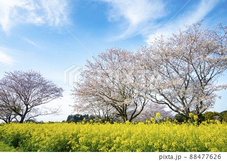 西都原の桜と菜の花 西都原の桜と菜の花 88477626