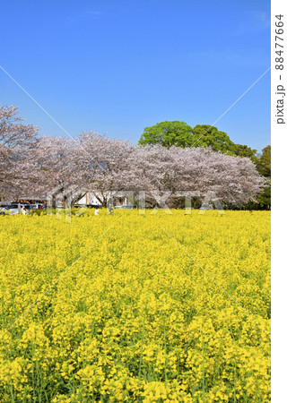 西都原の桜と菜の花 88477664