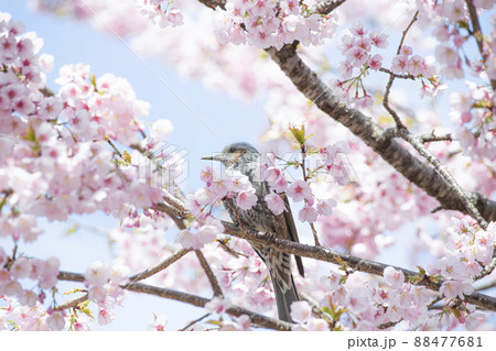 桜の花粉に満喫のヒヨドリ 88477681