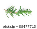 Rosemary isolated on white background, Top view. 88477713