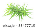 marijuana isolated on white background. 88477715