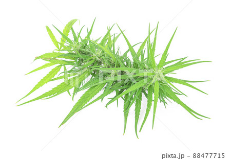 marijuana isolated on white background. marijuana isolated on white background. 88477715