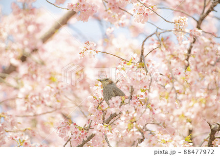 桜の花粉に満喫のヒヨドリ 桜の花粉に満喫のヒヨドリ 88477972