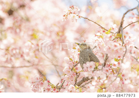 桜の花粉に満喫のヒヨドリ 桜の花粉に満喫のヒヨドリ 88477973