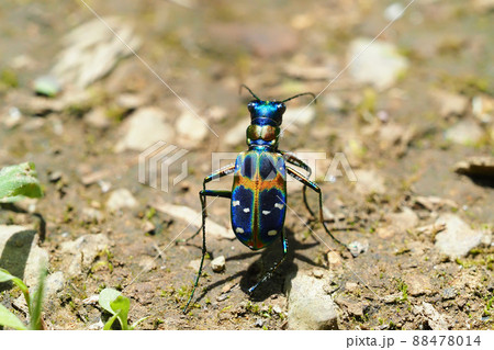 ハンミョウ（ナミハンミョウ） 88478014