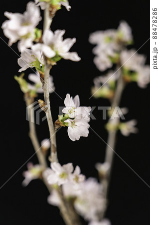 黒バック桜の枝と桜の花と蕾 88478286
