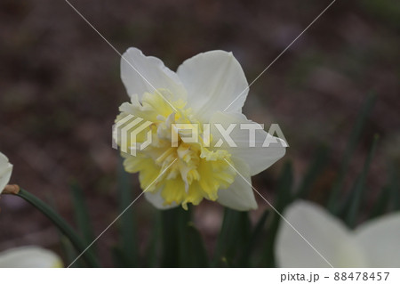日本の春の庭に咲く副花冠が八重咲きの水仙の花（アイスキング） 88478457