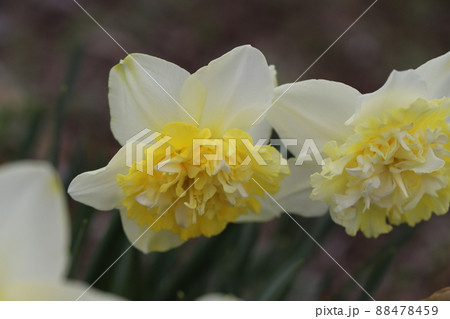 日本の春の庭に咲く副花冠が八重咲きの水仙の花(アイスキング) 日本の春の庭に咲く副花冠が八重咲きの水仙の花(アイスキング) 88478459