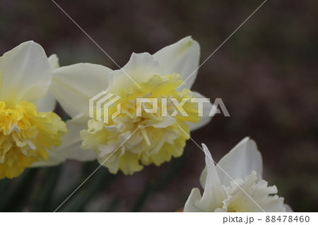 日本の春の庭に咲く副花冠が八重咲きの水仙の花(アイスキング) 日本の春の庭に咲く副花冠が八重咲きの水仙の花(アイスキング) 88478460