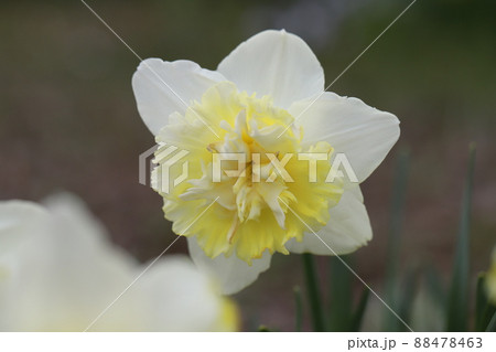 日本の春の庭に咲く副花冠が八重咲きの水仙の花(アイスキング) 日本の春の庭に咲く副花冠が八重咲きの水仙の花(アイスキング) 88478463