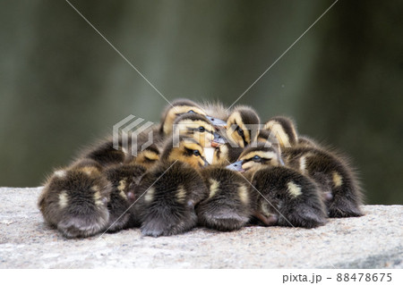 カルガモ 88478675