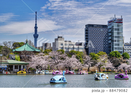 東京都　上野公園　ボート池　満開の桜 88479082