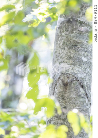 ブナの森 新緑・エコイメージ (大山) ブナの森 新緑・エコイメージ (大山) 88479111