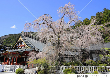 4月　身延町65祖師堂と枝垂れ桜(報恩閣前)･身延山久遠寺 88480223