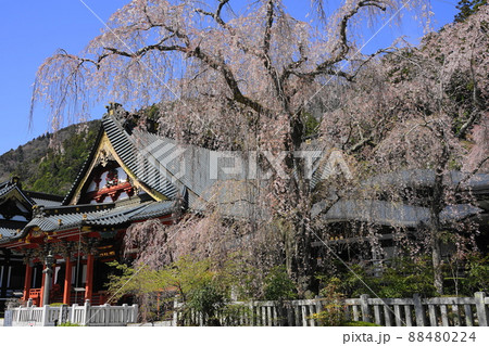 4月　身延町66祖師堂と枝垂れ桜(報恩閣前)･身延山久遠寺 88480224