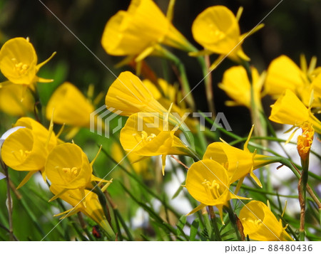 ラッパ状の黄色い副花冠の花「ナルキッスス・ブルボコディウム」(別名:ペチコート水仙) ラッパ状の黄色い副花冠の花「ナルキッスス・ブルボコディウム」(別名:ペチコート水仙) 88480436