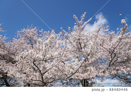 桜 88480446