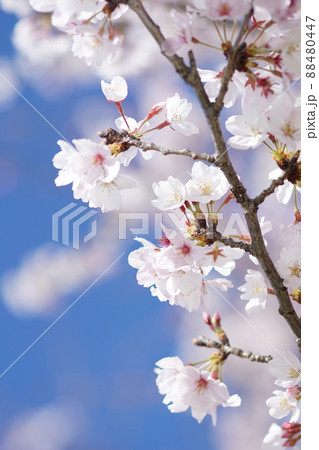 桜 88480447