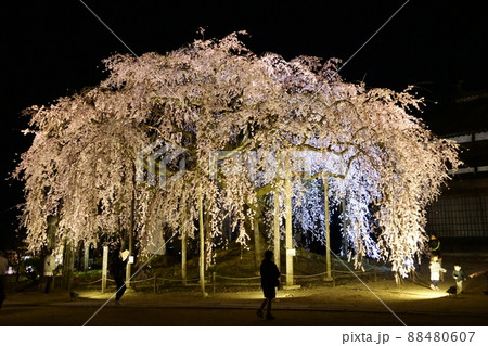 ライトアップ 桜 ライトアップ 桜 88480607